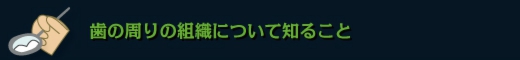 歯の周りの組織について知ること